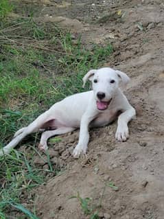 bully gultair female puppy