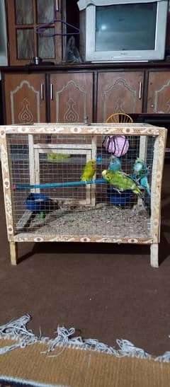 Budgie