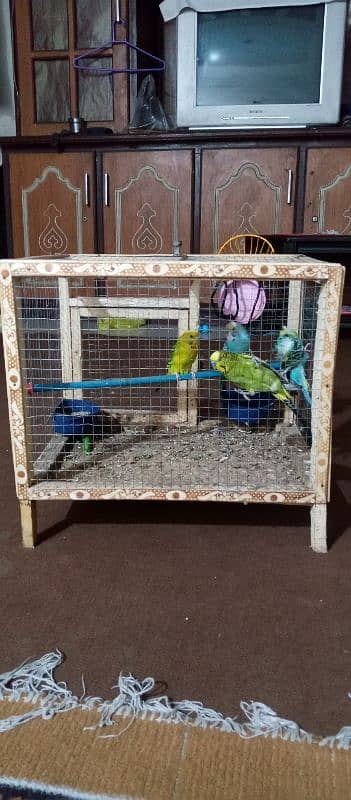 Budgie parrots 2 pairs 0