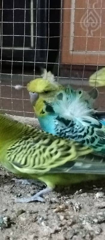 Budgie parrots 2 pairs 1