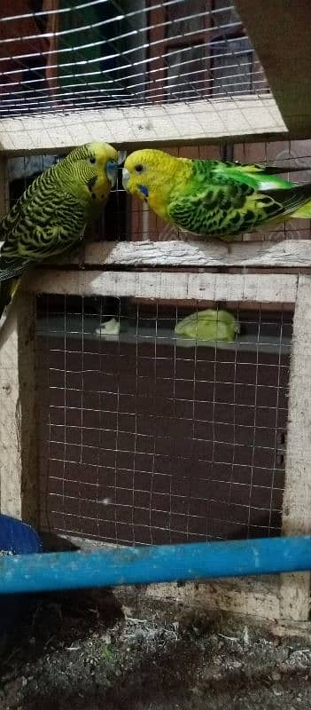 Budgie parrots 2 pairs 2