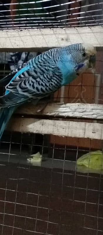 Budgie parrots 2 pairs 3