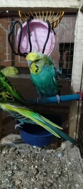 Budgie parrots 2 pairs 4