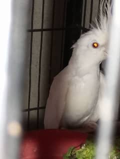 breeder parrots+cage+boxes