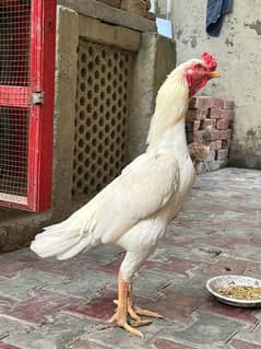 Pure Heera pair for sale