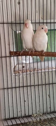 breeder pair