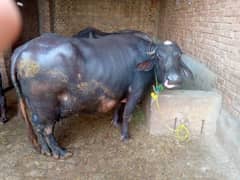 buffalo for sale layari