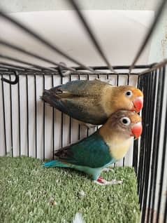 Ready to breed pair parblue euwing fisher lovebird love parrot