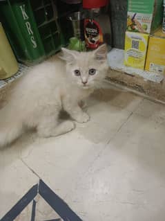 Persian triple coat male kittens