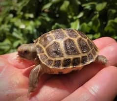 Cute Baby Tortoise