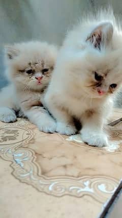 Persian kittens for sale