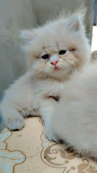 Persian kittens for sale 1