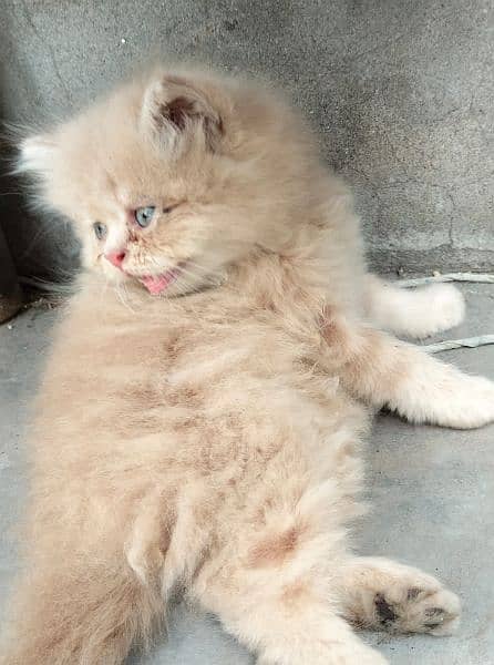 Persian kittens for sale 2