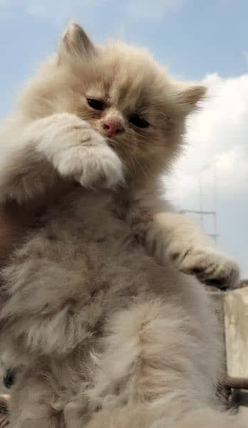 Persian kittens for sale 3