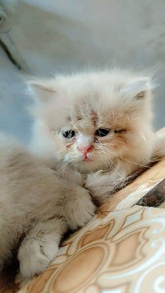 Persian kittens for sale 5