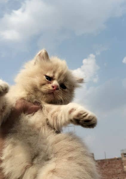 Persian kittens for sale 7