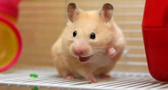 Cute Hamster