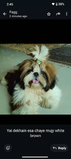 Shih Tzu / Shitzu pedigreed beautiful female puppy