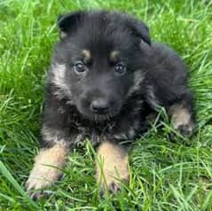 German shepherd puppies available for sale