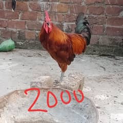 dasi murga aseel murgiyan best quality young hens for sale