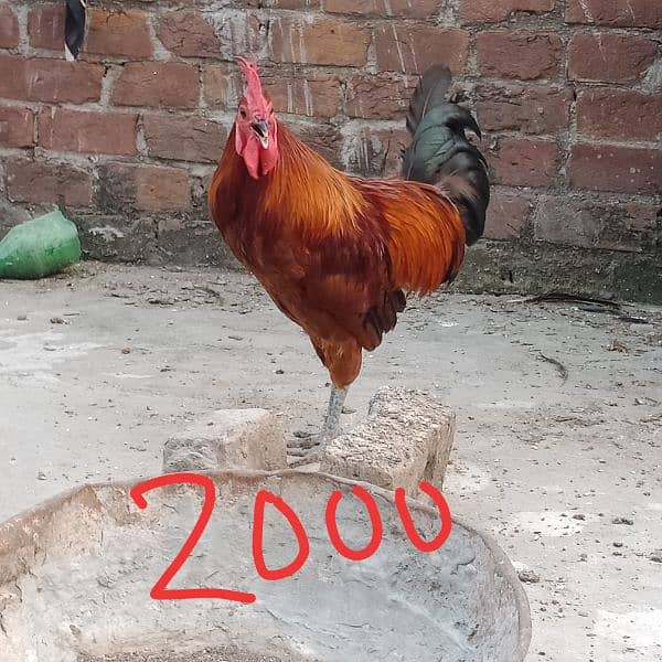 dasi murga aseel murgiyan best quality young hens for sale 0