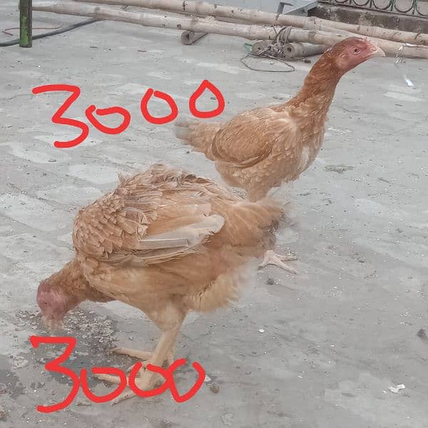 dasi murga aseel murgiyan best quality young hens for sale 1