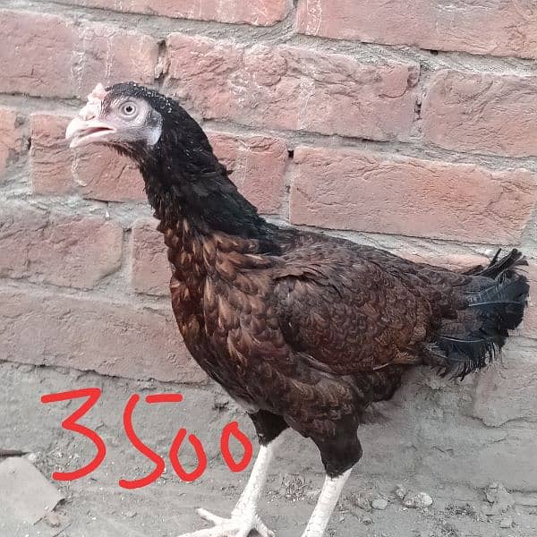 dasi murga aseel murgiyan best quality young hens for sale 2