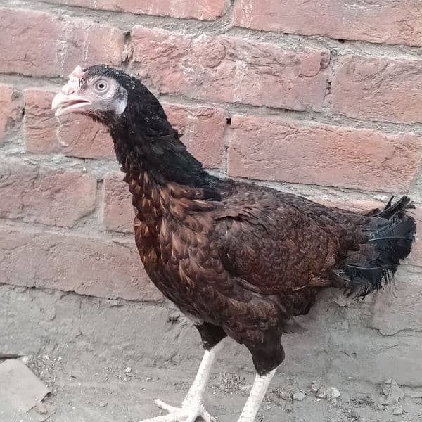 dasi murga aseel murgiyan best quality young hens for sale 3