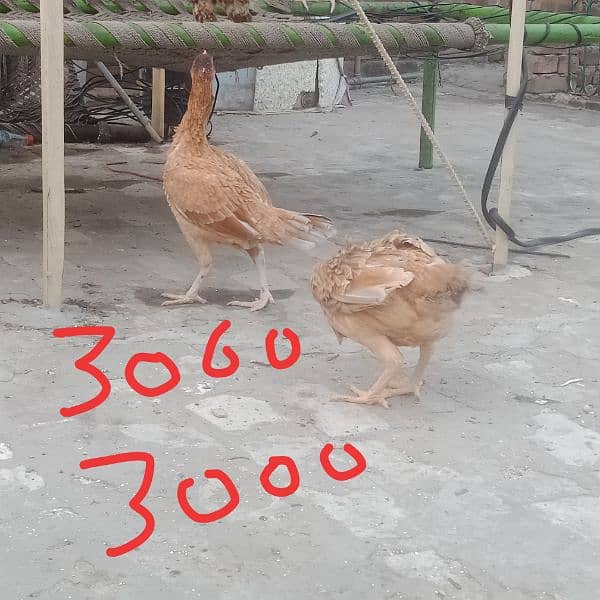 dasi murga aseel murgiyan best quality young hens for sale 4