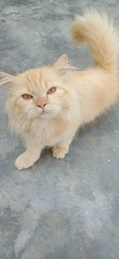 Persian male cat for sale