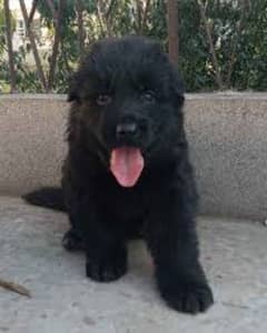 Pedigree long coated black German shepherd for sale