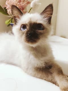 ragdoll kitten