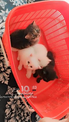 4 weeks persian kittens long hairs