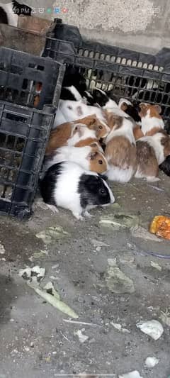 cute guinea pig for sale