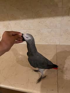 African grey parrot