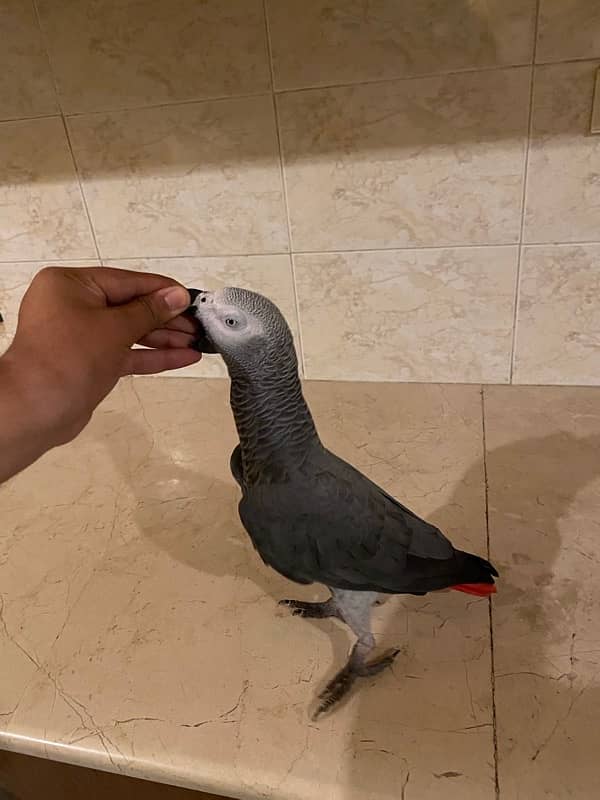 African grey parrot 0