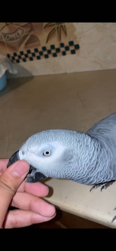 African grey parrot 4