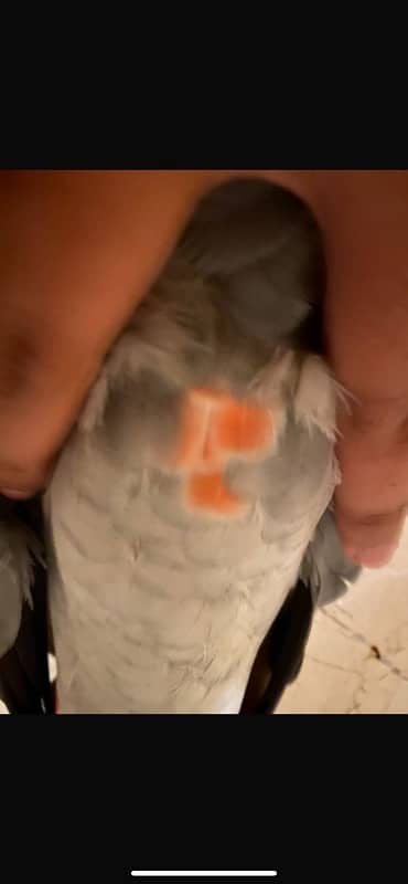 African grey parrot 5