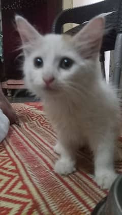 Persian cat beby + male female cat urgent sale