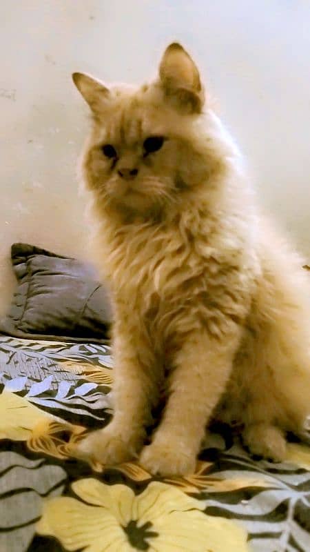 Persian cat beby + male female cat urgent sale 1