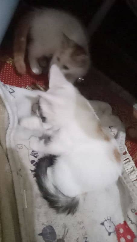 Persian cat beby + male female cat urgent sale 4