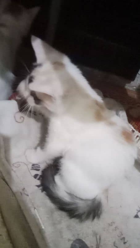 Persian cat beby + male female cat urgent sale 7