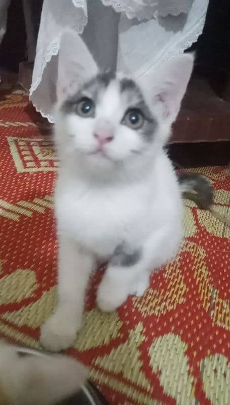 Persian cat beby + male female cat urgent sale 8