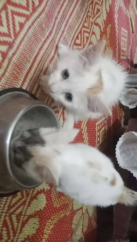 Persian cat beby + male female cat urgent sale 9