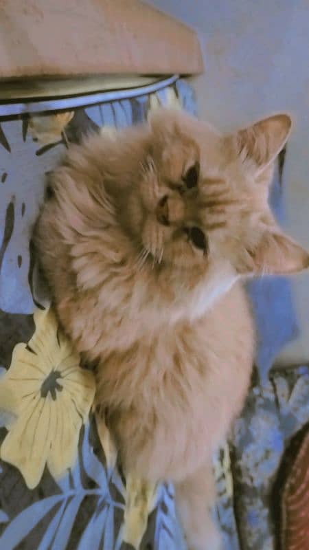 Persian cat beby + male female cat urgent sale 11