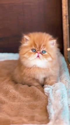 Parisian healthy baby cat my WhatsApp number 0 304 0130 748