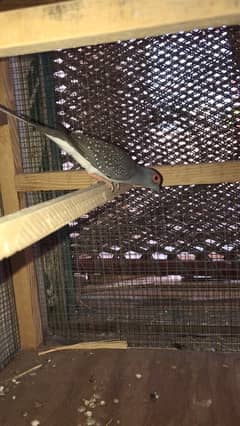 Diamond dove breeder pair 0