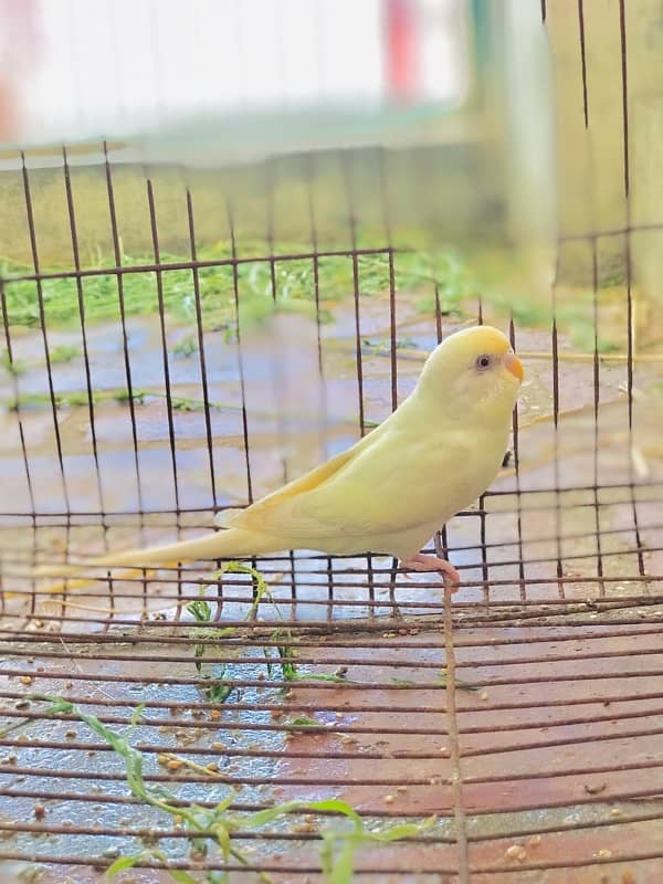 Diamond dove breeder pair 2