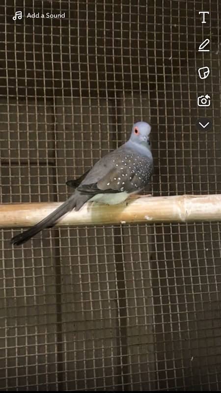 Diamond dove breeder pair 3