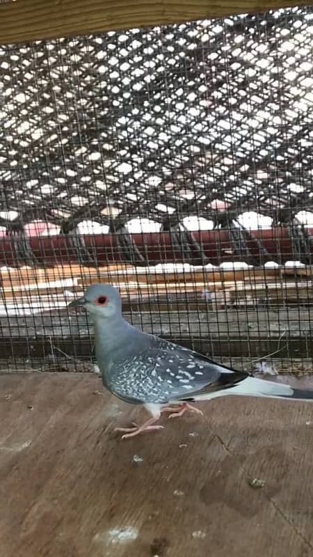 Diamond dove breeder pair 5